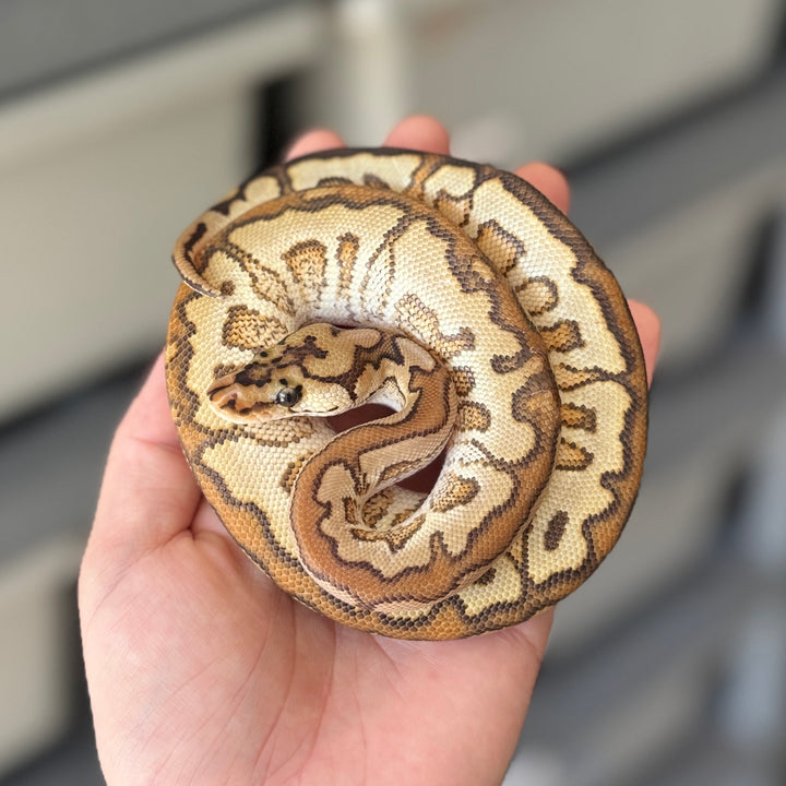 Russo Spotnose Clown Ball Python