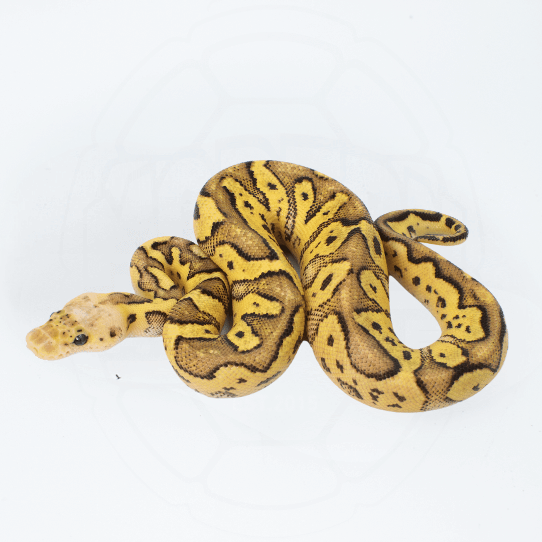 GHI Fire/Vanilla Pastel Clown Male Ball Python