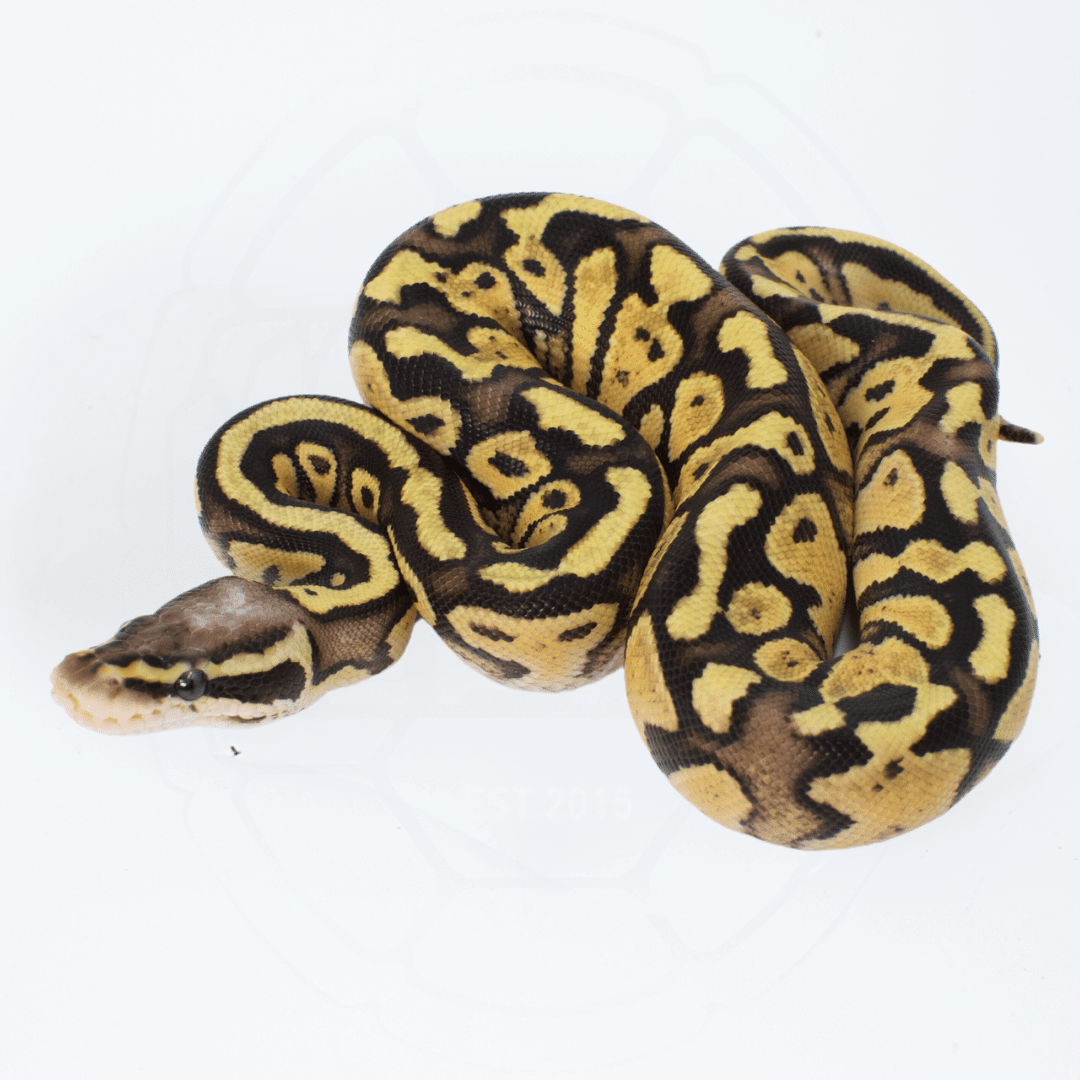 洋書 The Complete Ball Python ボールパイソン The Complete Ball Python 爬虫類 洋書 ボール
