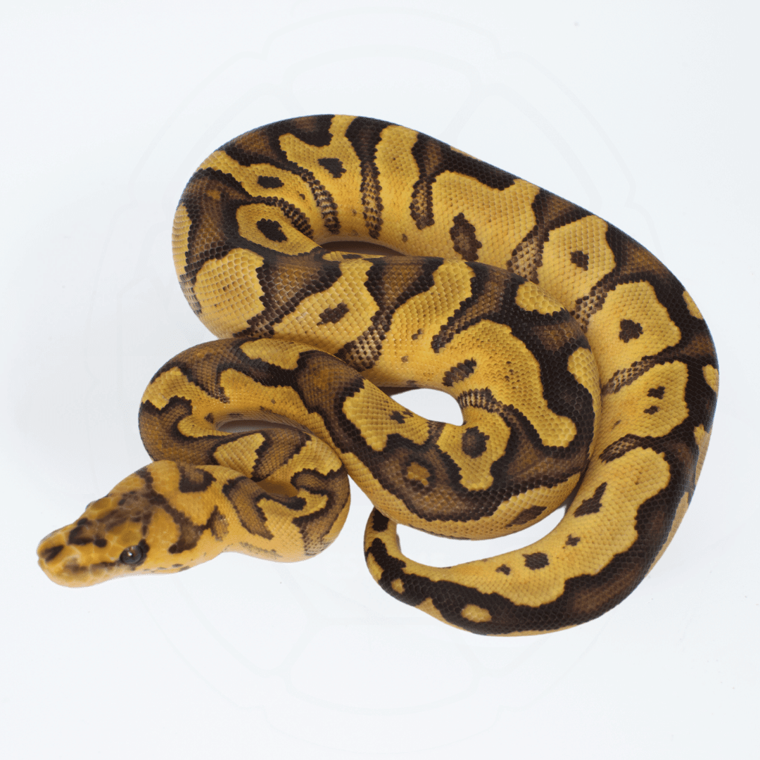 Fire Clown Female Ball Python