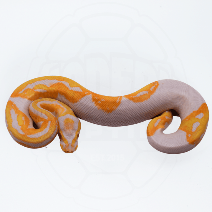 Albino Pied Male Ball Python