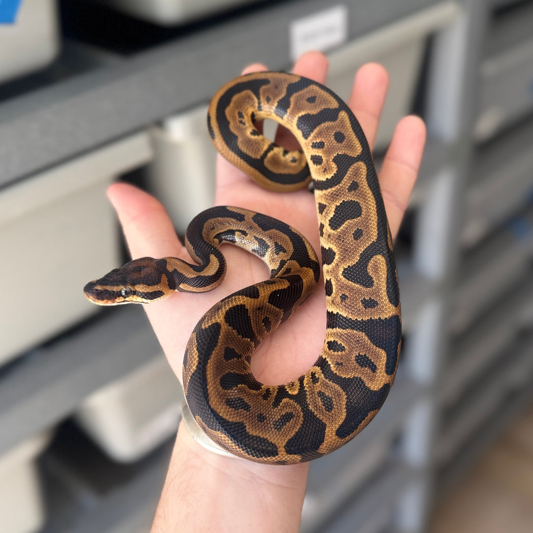 Leopard 66% DBL Het Puzzle Pied Ball Python