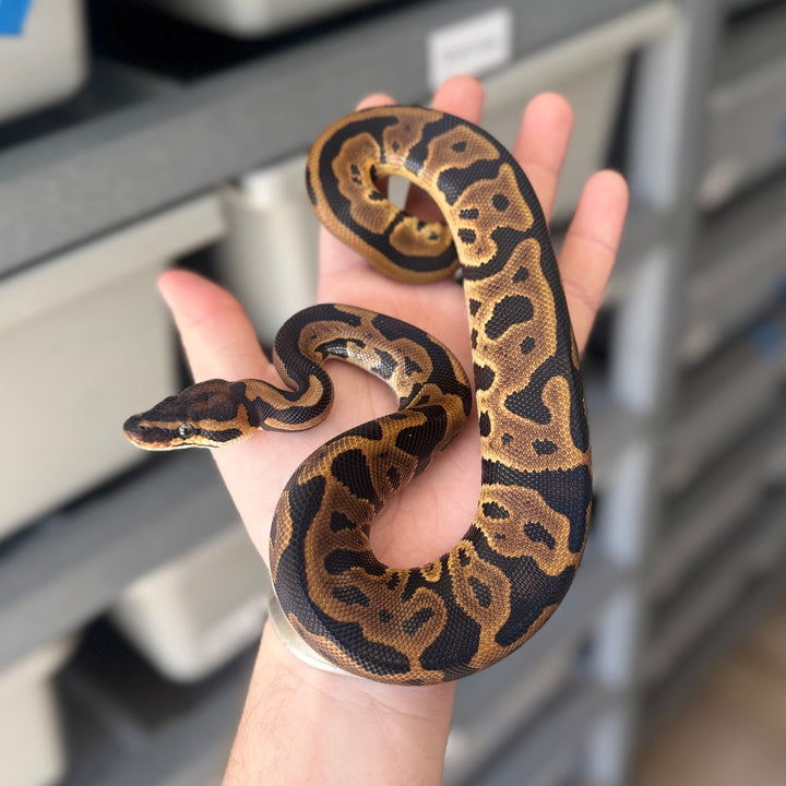 Leopard 66% DBL Het Puzzle Pied Ball Python
