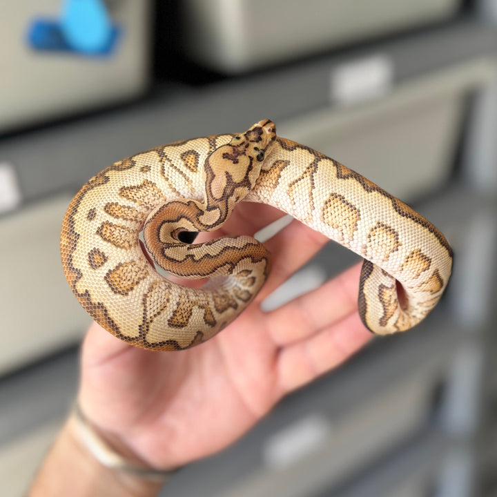 Russo Spotnose Clown Ball Python