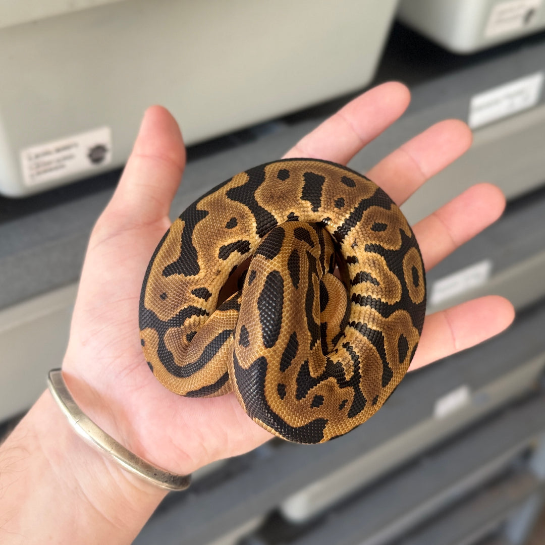 Leopard 66% DBL Het Puzzle Pied Ball Python