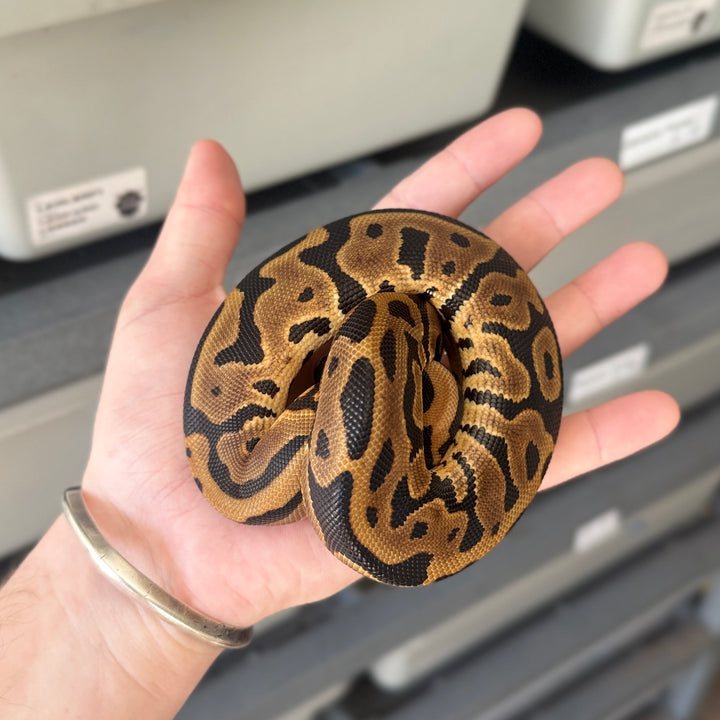 Leopard 66% DBL Het Puzzle Pied Ball Python