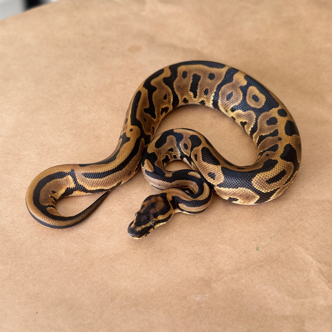 Leopard 66% DBL Het Puzzle Pied Ball Python
