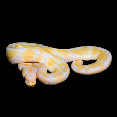 Albino Het Pied Male Ball Python