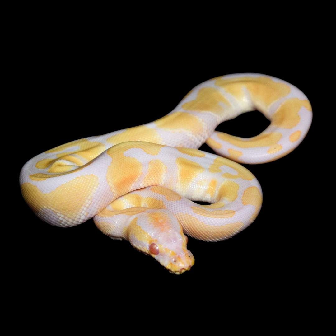 Albino Het Pied Male Ball Python