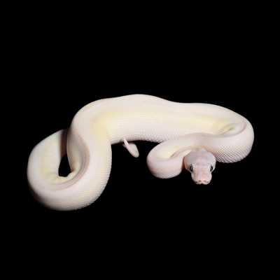 Blue Eyed Lucy Male Ball Python