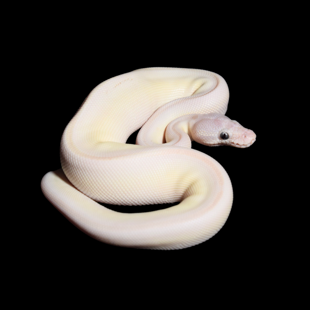 Blue Eyed Lucy Male Ball Python