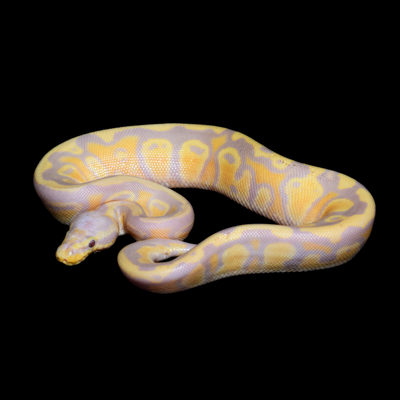 Candy Pastel PH Pied Male Ball Python