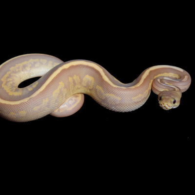 Mahogany Cinnamon Ultramel Het Pied Male Ball Python