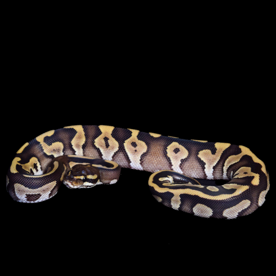 Leopard Mojave Male Ball Python