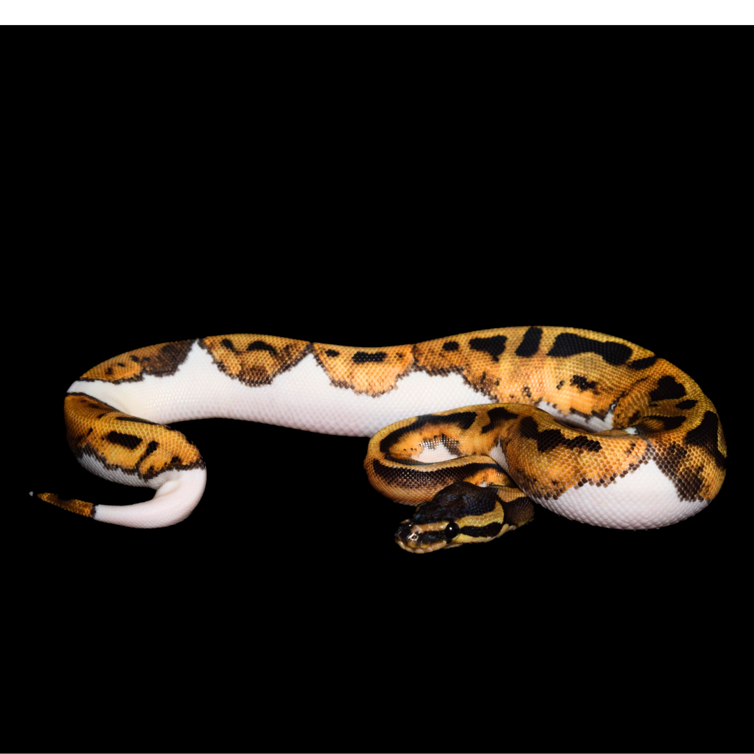 Pied Female Ball Python