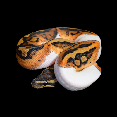 Pied Male Ball Python