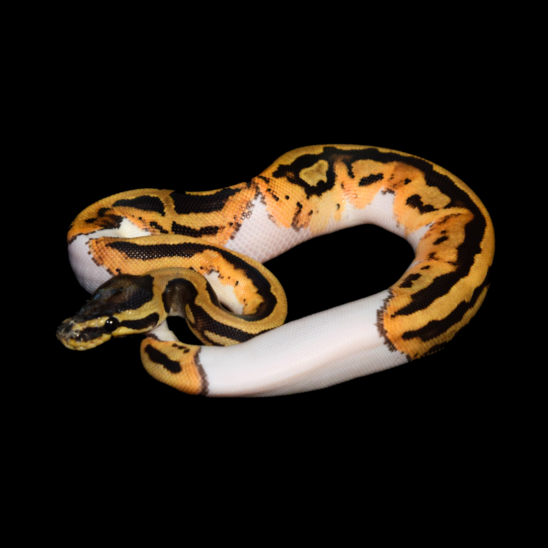 Pied Female Ball Python