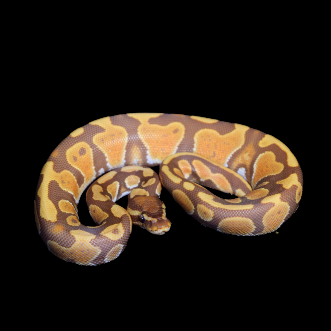 Ultramel Het Pied Male Ball Python