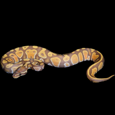 Ultramel Het Pied Female Ball Python