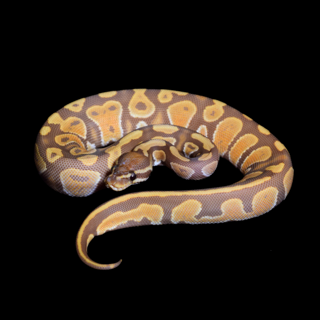Ultramel Het Pied Female Ball Python