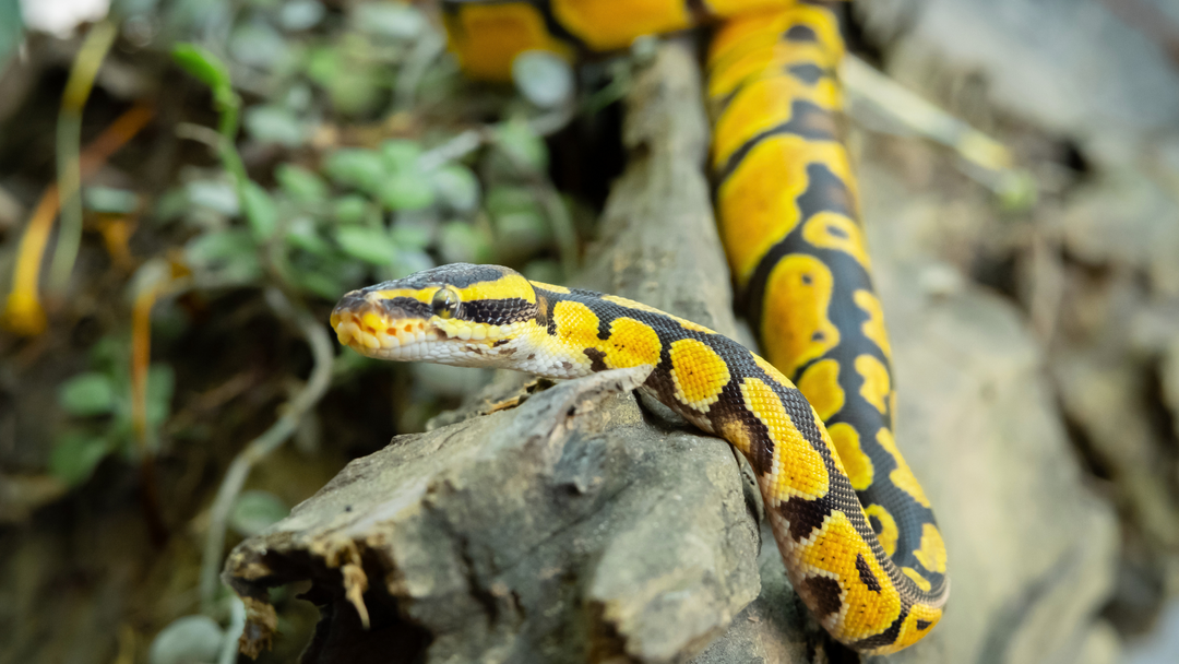 Ball Python Care Sheet