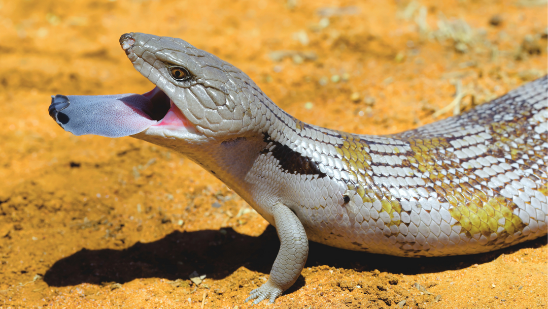 Blue Tongue Skink Care Sheet