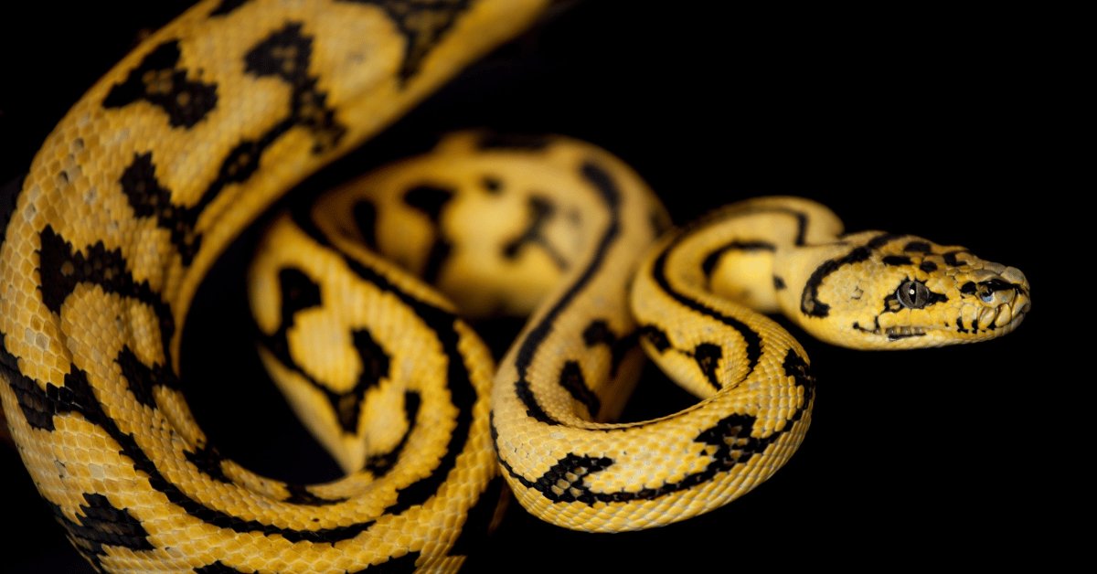 Carpet Python Care Sheet | Modern Reptile