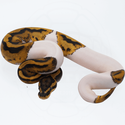 Pied PH TSK Axanthic / DG Female Ball Python