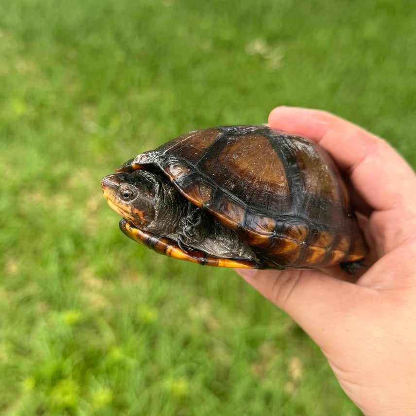 CBB Red-cheeked Mud Turtle (Kinosternon Scorpioides Cruentatum) Mud & Musk Turtle for sale - Modern Reptile Shop Orlando Florida