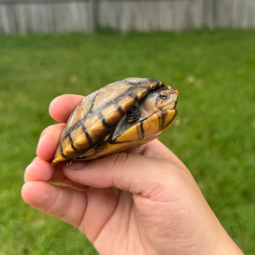 CBB Red-cheeked Mud Turtle (Kinosternon Scorpioides Cruentatum) Mud & Musk Turtle for sale - Modern Reptile Shop Orlando Florida