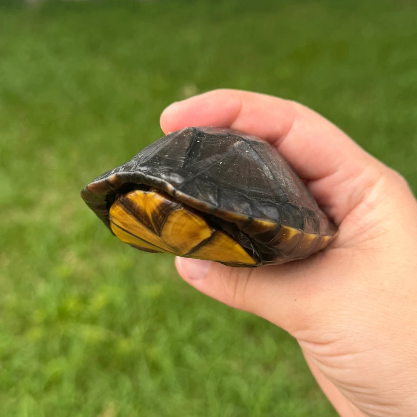 CBB Red-cheeked Mud Turtle (Kinosternon Scorpioides Cruentatum) Mud & Musk Turtle for sale - Modern Reptile Shop Orlando Florida