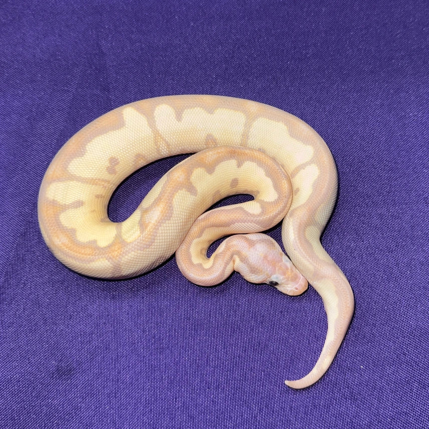 Super Banana Clown Ball Python for sale - Modern Reptile Shop Orlando Florida
