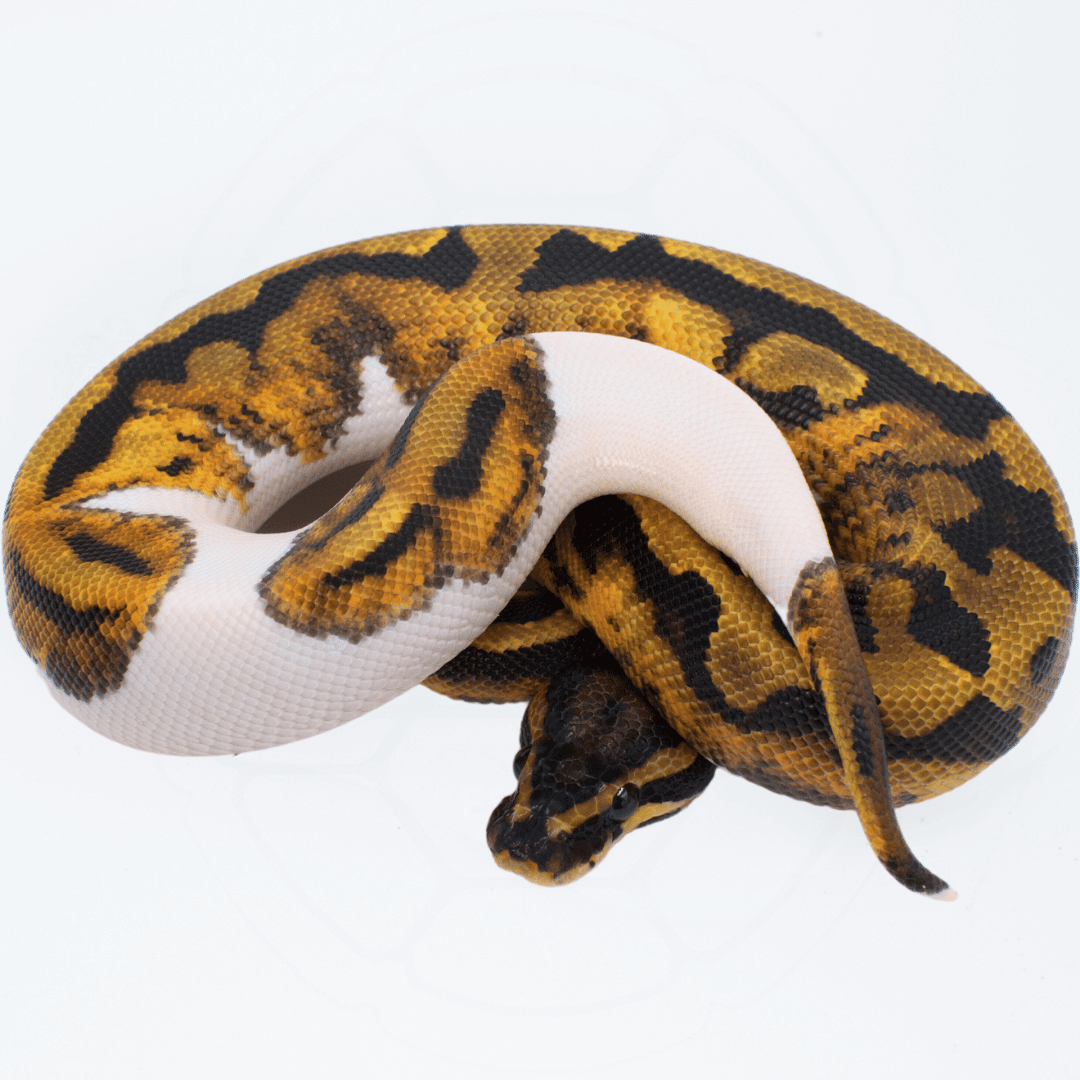 Pied PH TSK Axanthic / DG Male Ball Python