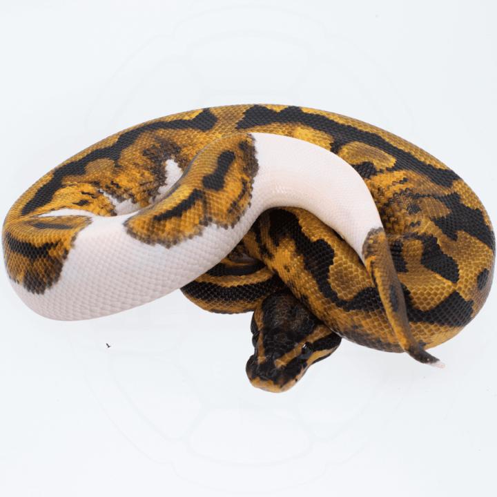 Pied PH TSK Axanthic / DG Male Ball Python