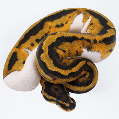 Pied PH TSK Axanthic / DG Male Ball Python