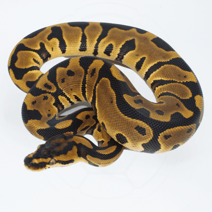 Leopard Het Clown Female Ball Python