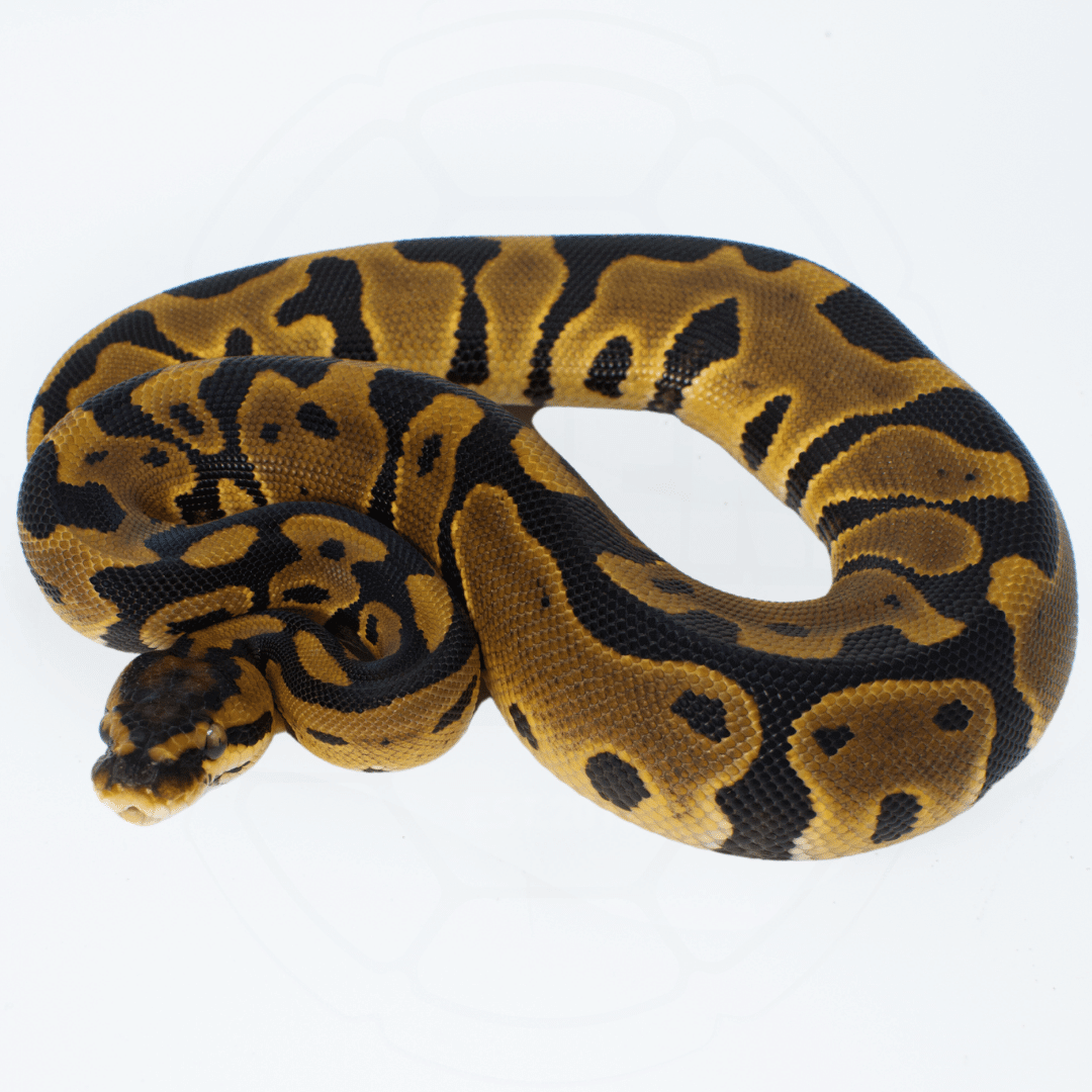 Leopard Het Clown Female Ball Python