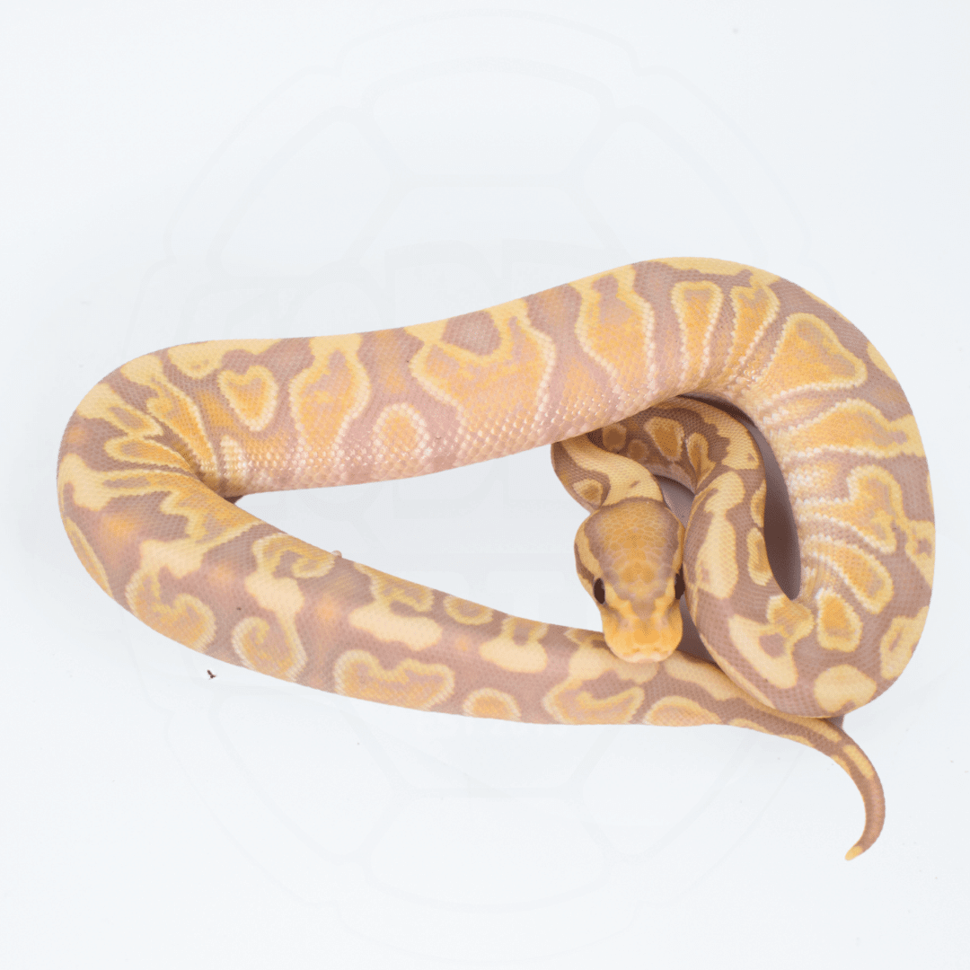 Banana GHI Fire/Vanilla Female Ball Python