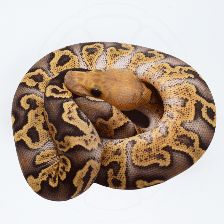 GHI Vanilla or Fire Clown Female Ball Python