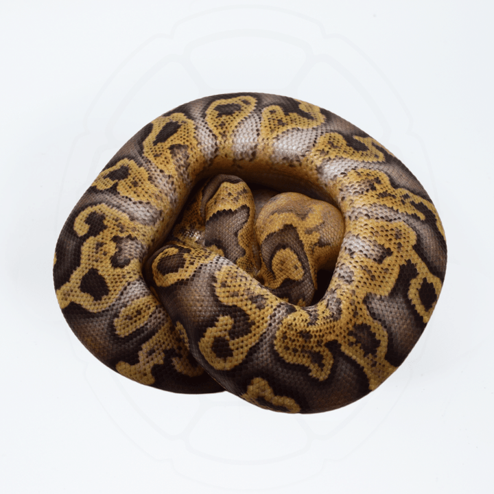 GHI Vanilla or Fire Clown Female Ball Python