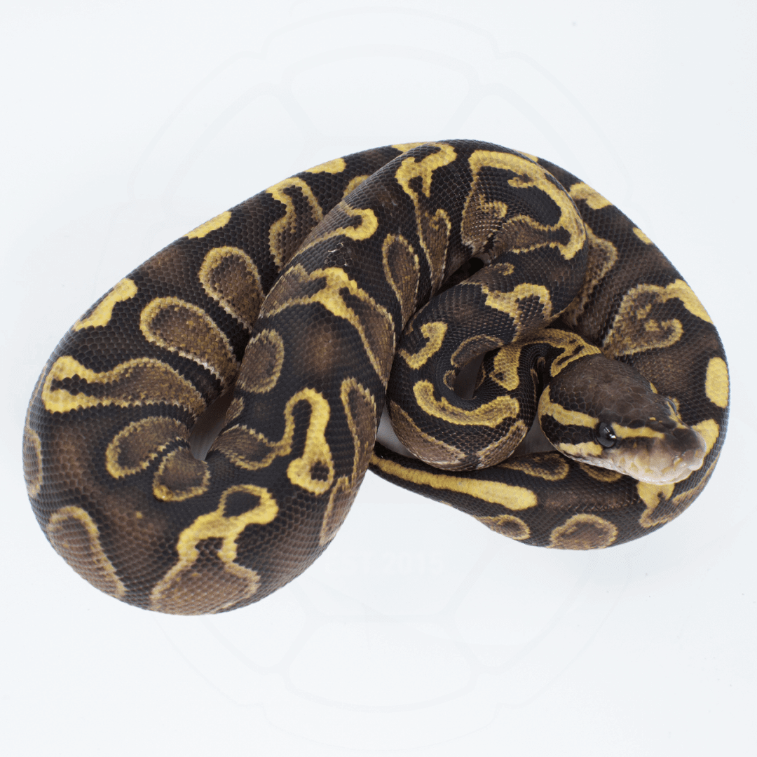 GHI Fire/Vanilla Male Ball Python