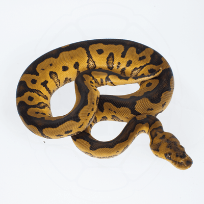 Clown PH DG Female Ball Python