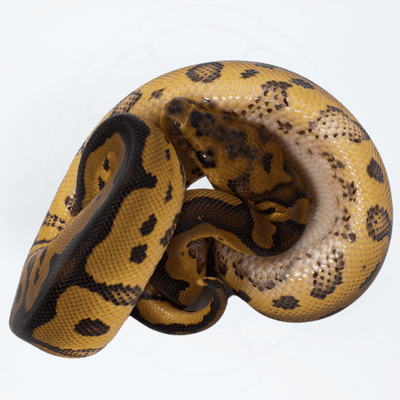 Clown PH DG Female Ball Python