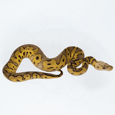 Pastel Clown PH DG Female Ball Python