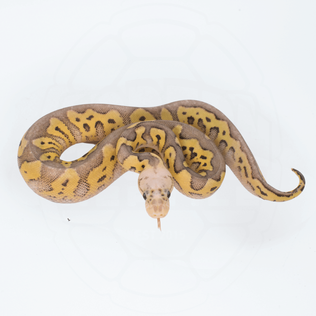 Super Pastel Clown PH DG Female Ball Python