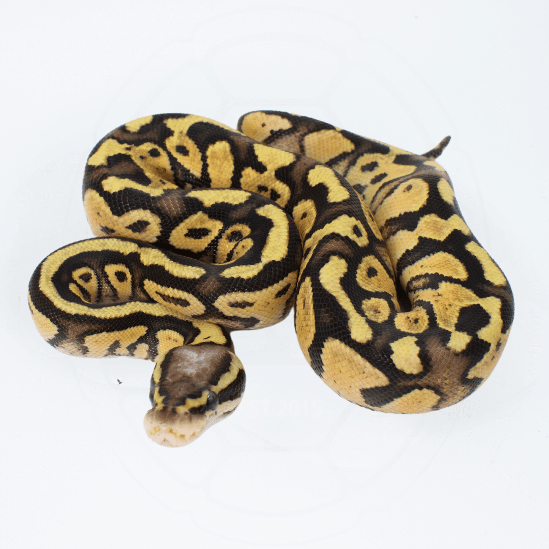 Vanilla Pastel Het Clown Female Ball Python