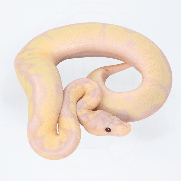 Super Banana Fire Clown Female Ball Python