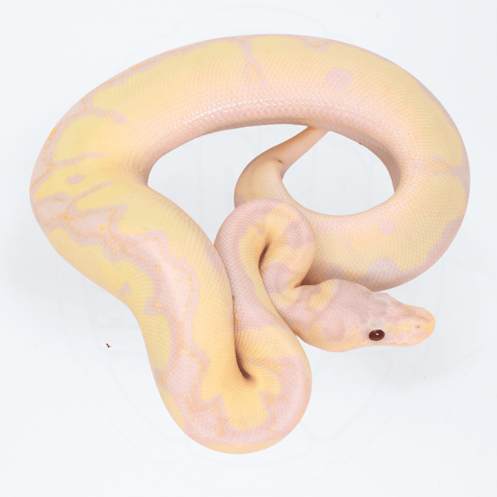 Super Banana Fire Clown Female Ball Python