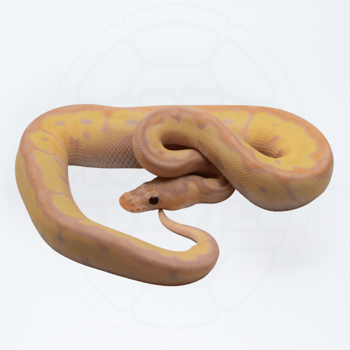 Super Banana Clown Female Ball Python