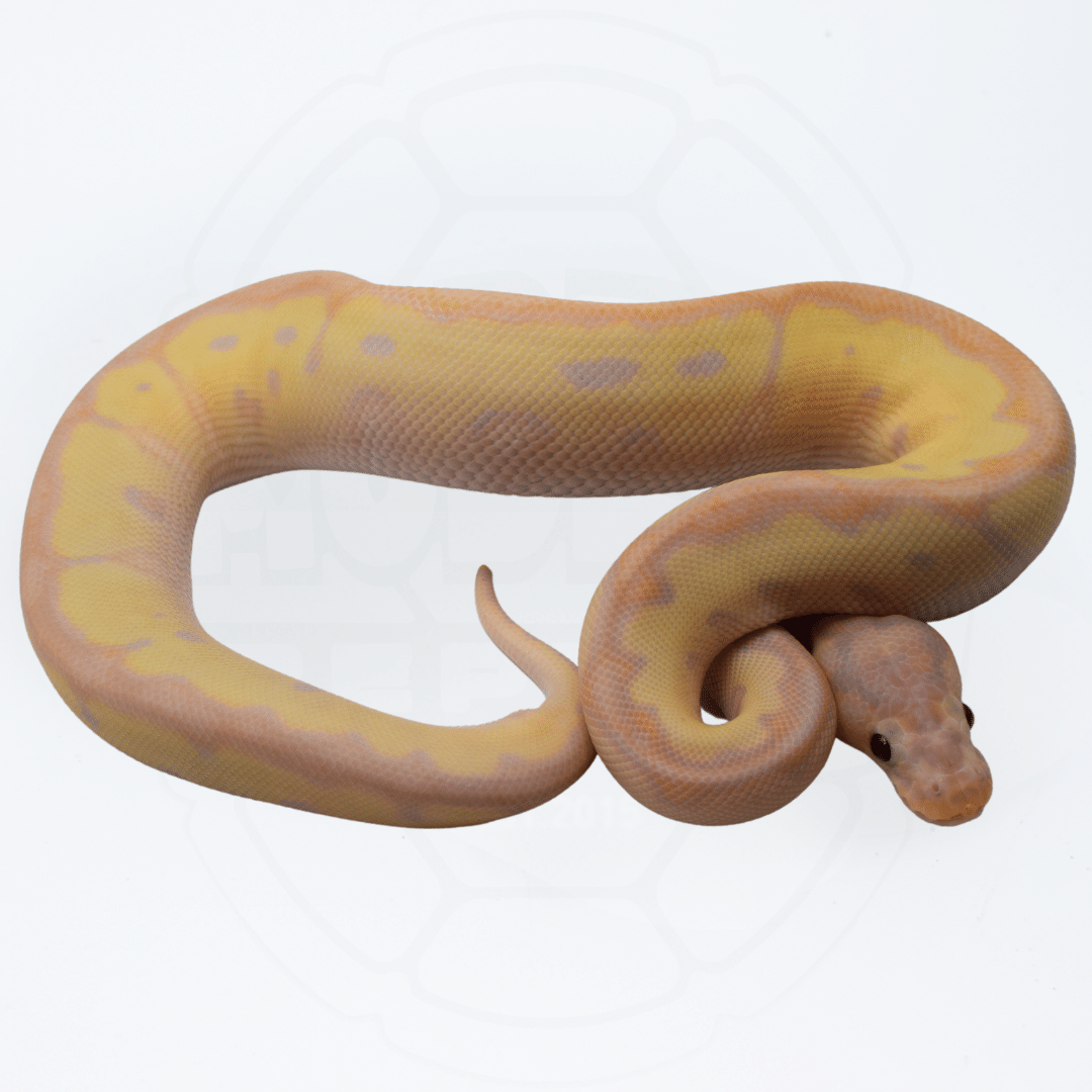 Super Banana Clown Female Ball Python